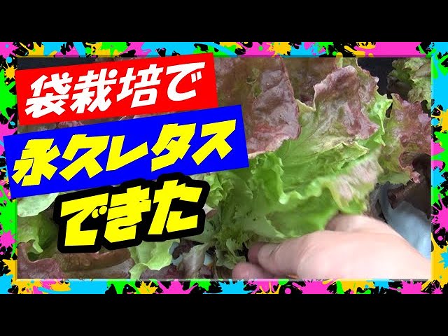 2 ベランダでのジャガイモの育て方 袋栽培 初心者でも失敗しないコツご紹介します Youtube