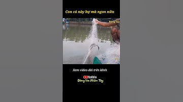 Cá gì đây mọi người?