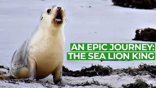 The Sea Lion King  An Epic Adventure | Free Documentary History