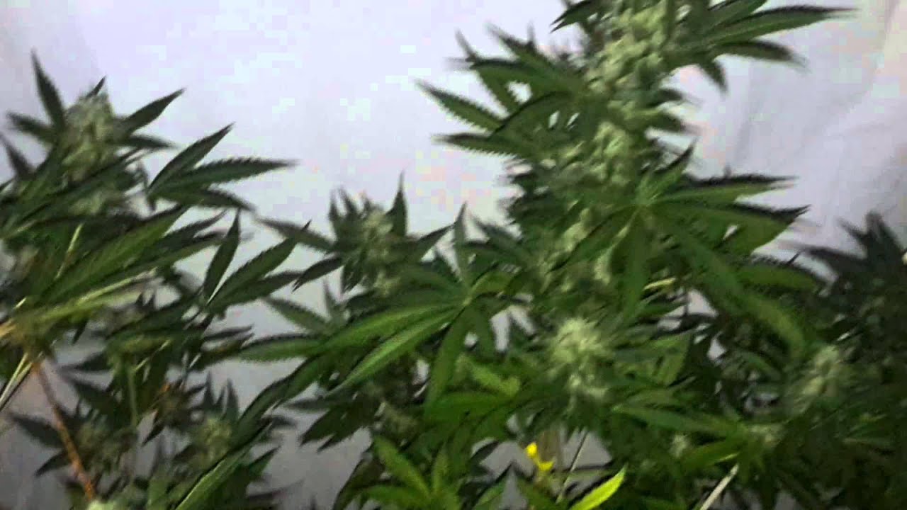 Cheese XXL AUTO Dinafem Day 84