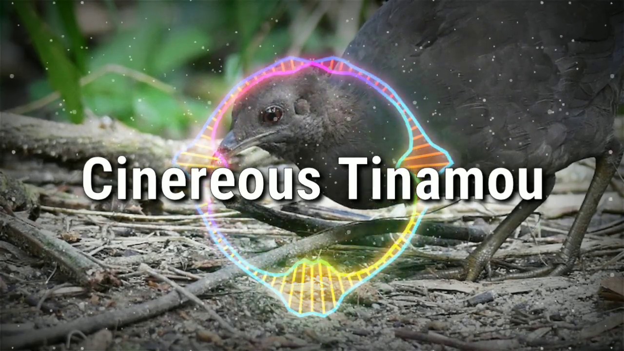 Cinereous Tinamou 
