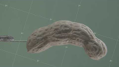 Peanut rotating with loop on green screen for chroma key