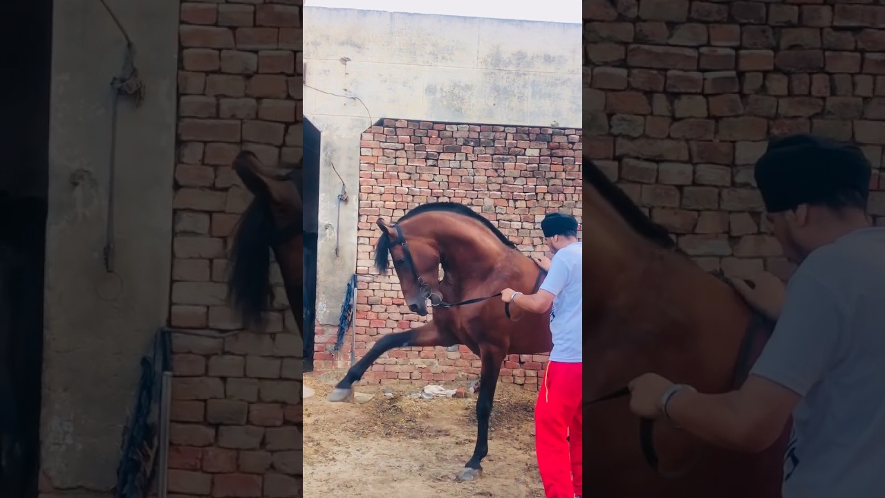 stallion imran horse 🔥😍 