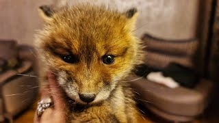 Home delivery of a fox. Little fox got into trouble and got lost