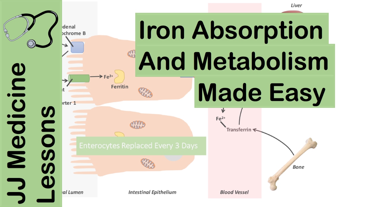 2: Iron absorption and recycle in human body