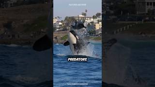 The ONLY Animal Orcas FEAR!!! 😱