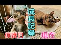 【迷い猫から家猫へ】ぼっちだった子猫が立派な大人になりました