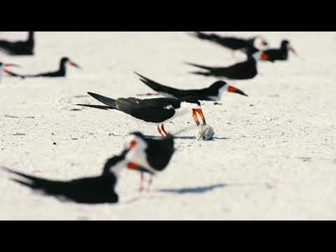 Nature's natural order: Black Skimmers killing chick at St. Pete Beach, Florida