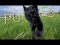 The Best Puppy Training in Dallas ✨ | Cosmic Canine Puppy Program