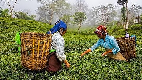 🍃🏭 How Tea is Made! 🍵🌿 | From Leaf to Cup | Tea Manufacturing Process Explained