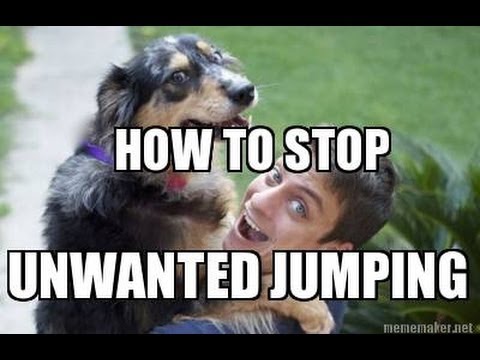 วีดีโอ: วิธีการสอน Schnauzer ของคุณเพื่อหยุดการกระโดดบนผู้คน