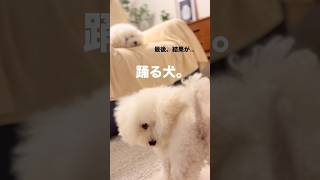 踊る犬。可愛すぎて。#フラッシュダンス