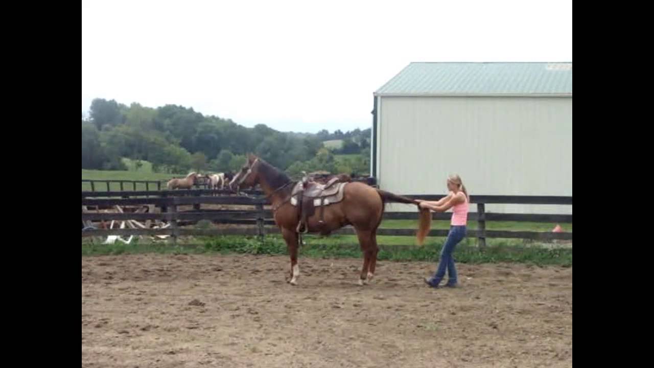 anyone can ride quarter horse YouTube