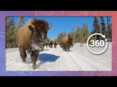 Stampeding Bison in Yellowstone! | Wildlife in 360 VR
