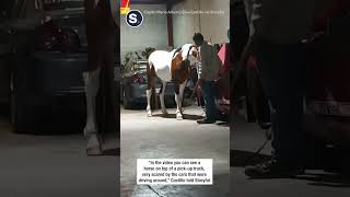 Wild Scene in Mexico as Horse Smashes Cab of Pickup Truck and Escapes Into Busy Street