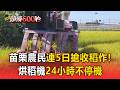 巴威颱風逼近！苗栗農民連5日搶收稻作！農會延長收糧烘乾時間【頭條600秒】