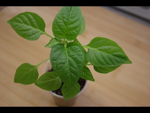 Видео: Растение за пипер халапеньо: отглеждане и грижа за чушки халапеньо