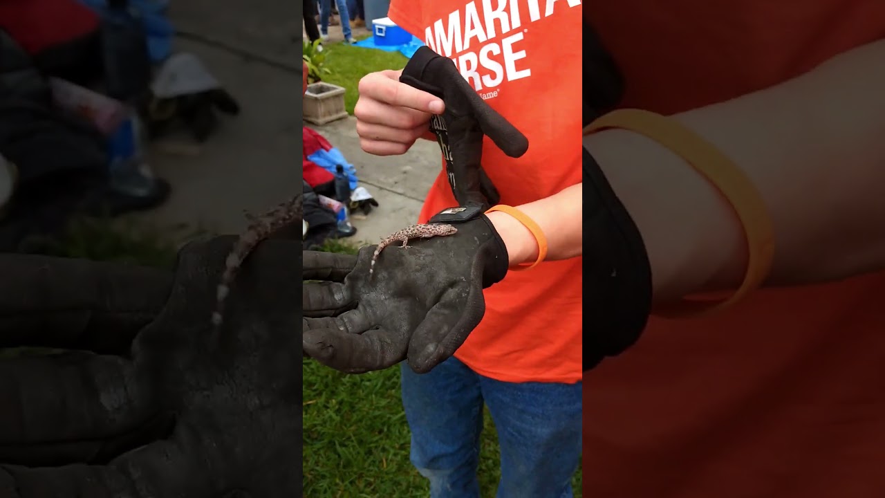 Dogs and geckos while serving in Houston, TX 2018 