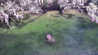 Adoptee Gator makes an April visit to Blue Spring!