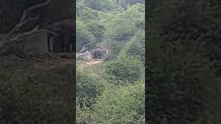 Anamalai reserve forest #elephant #animals #youtubeshorts