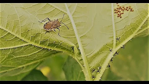 Squash Bugs | How to kill them and the eggs