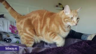 Feliway Classic Spray 60 ml video Feliway Classic Spray 60 ml video