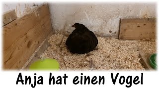 Spätes Kükenglück / Anja hat einen Vogel