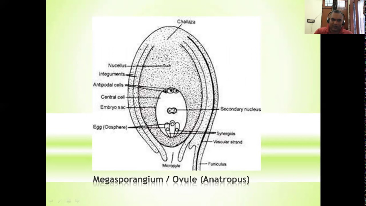 Megasporogenesis - YouTube