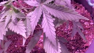 🧀💪🏾Autoflower Budget Tent 🧀💪🏾