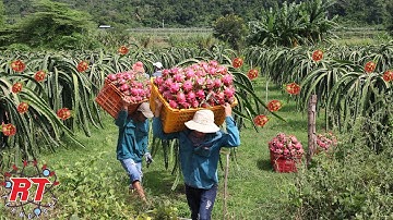 PERTANIAN MODERN BUAH NAGA YANG BERBUAH SEPANJANG TAHUN TANPA MENGENAL MUSIM DI VIETNAM