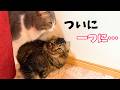 こんな猫いますか？人間みたいに恋をして、ういういしく結ばれる猫たち…