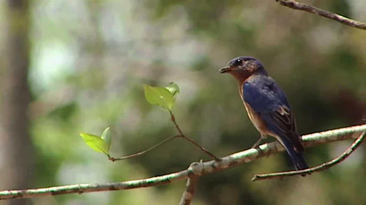 Wild SideTV-Duane Rice's Bluebird Trail