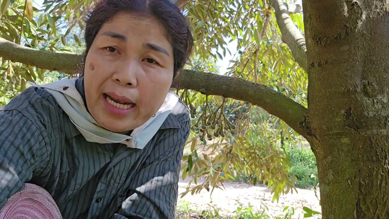 ทุเรียนภาคอีสานหลงลับแลต้นคู่ออกดอกปีแรก ต้นสาวห้าปี #บ้านสวนณัฐธิญา