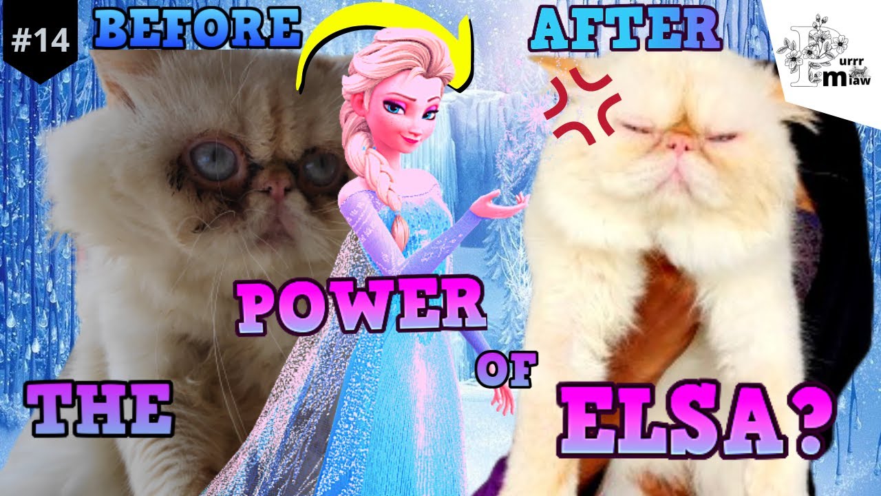 CAT WITH ELSA? HOW TO REMOVE STAIN ON WHITE CAT FUR? YouTube