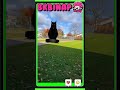 ルンバ猫の日常 #funny #tiktok #猫