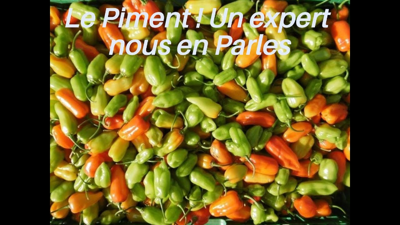 Entrepreneuriat en Afrique- Découvre la Technique pour Réussir la Production de Piment contre Saison