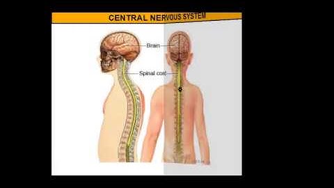 The Central Nervous System vs. The Peripheral Nervous System