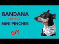 Cómo hacer una bandana (pañoleta) para mini pinscher 🐕