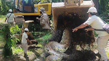 MUNCULNYA SOSOK ULAR PYTHON BUNTET DI KEBUN SAWIT..!!