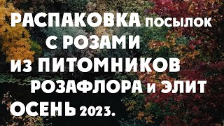 Распаковка посылок с розами из питомников роз Розафлора и Элит.