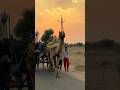 गाँव का सुकून भरा जीवन #rajasthani #village #old #life #style #youtubeshorts