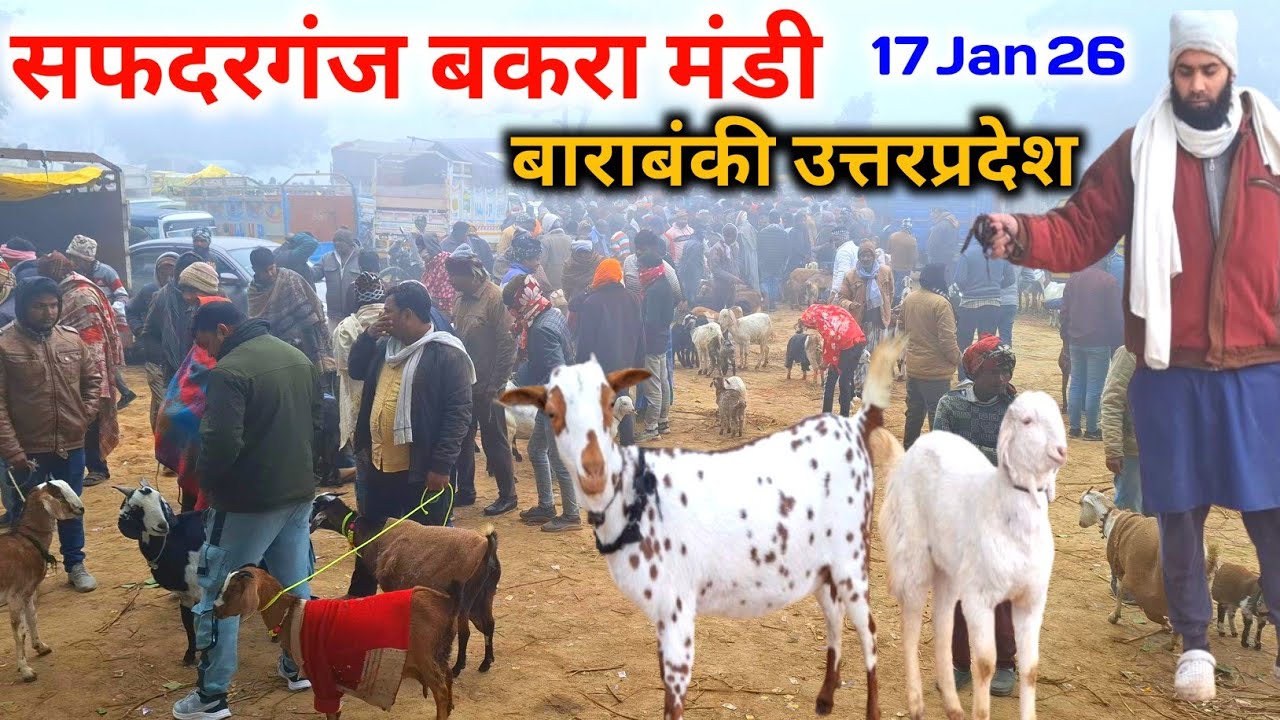 सफदरगंज बकरा मंडी बाराबंकी |17 Jan 26 |Safdarganj palhari Bakra mandi Barabanki live Update 