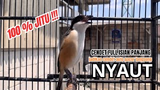 cendet gacor ISIAN PANJANG KASAR AMPUH buat PANCINGAN CENDET AGAR BUNYI jadikan BURUNG PENTET GACOR
