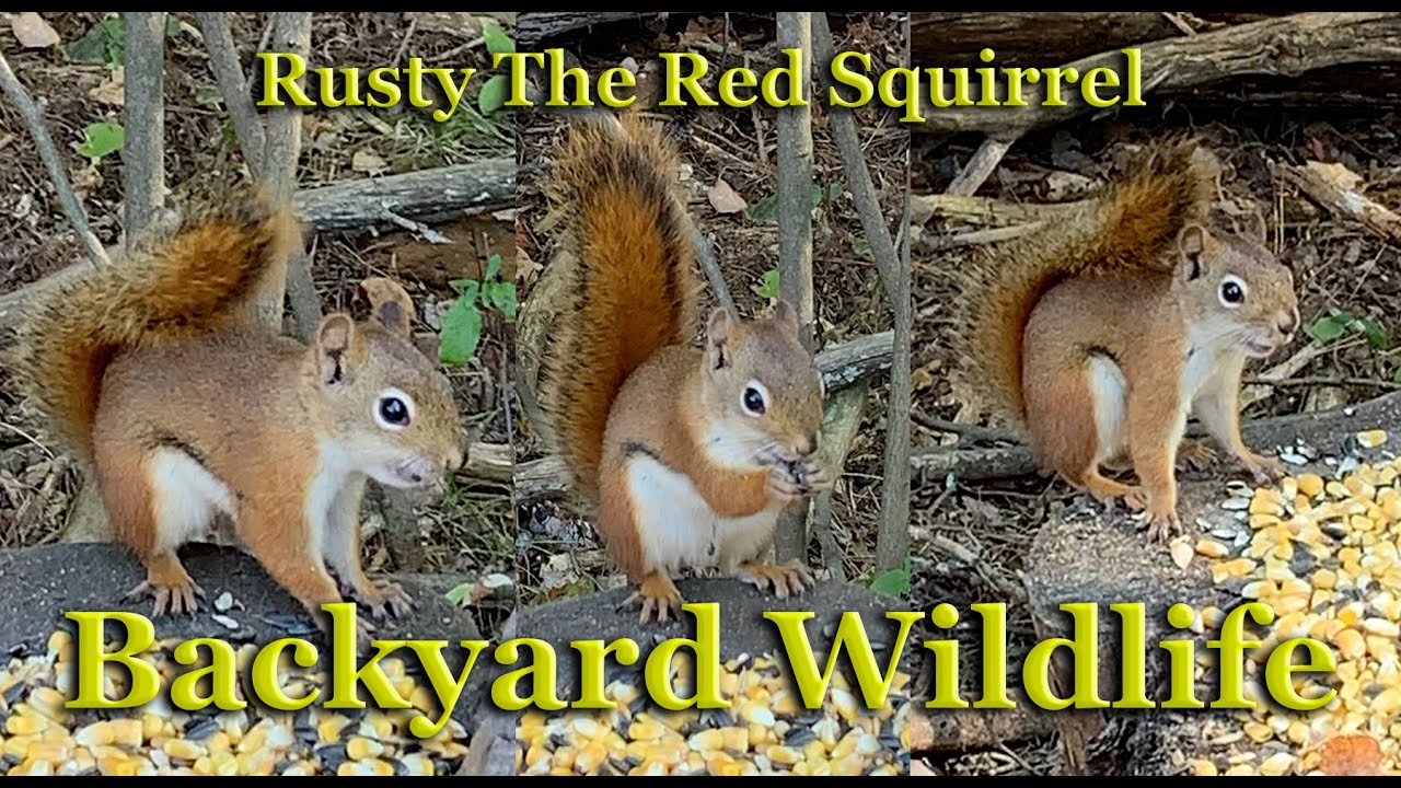 Rusty The Red Squirrel Snacking On Sunflower Seeds [Backyard Wildlife]
