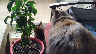 Betty & Angela Watch The Vicious Killer Squirrel! by CAT-astrophic! 53 views 3 months ago 25 seconds