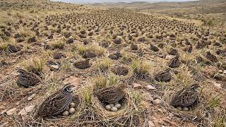 Montezuma Quail Colony: 79 Days of Ground Nesting & Survival | Nature Sounds screenshot 4