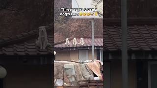 The Ancient Wise Ones