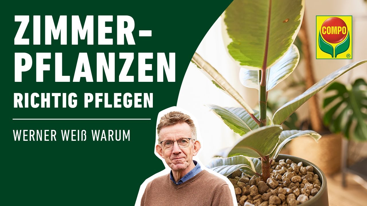 Zimmerpflanzen pflegen: Standort - Gieen - Dngen - Schdlinge bekmpfen |  COMPO