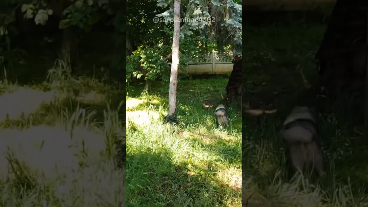 Puppy With No Brakes (Too Fast to Stop) #dogshortvideos