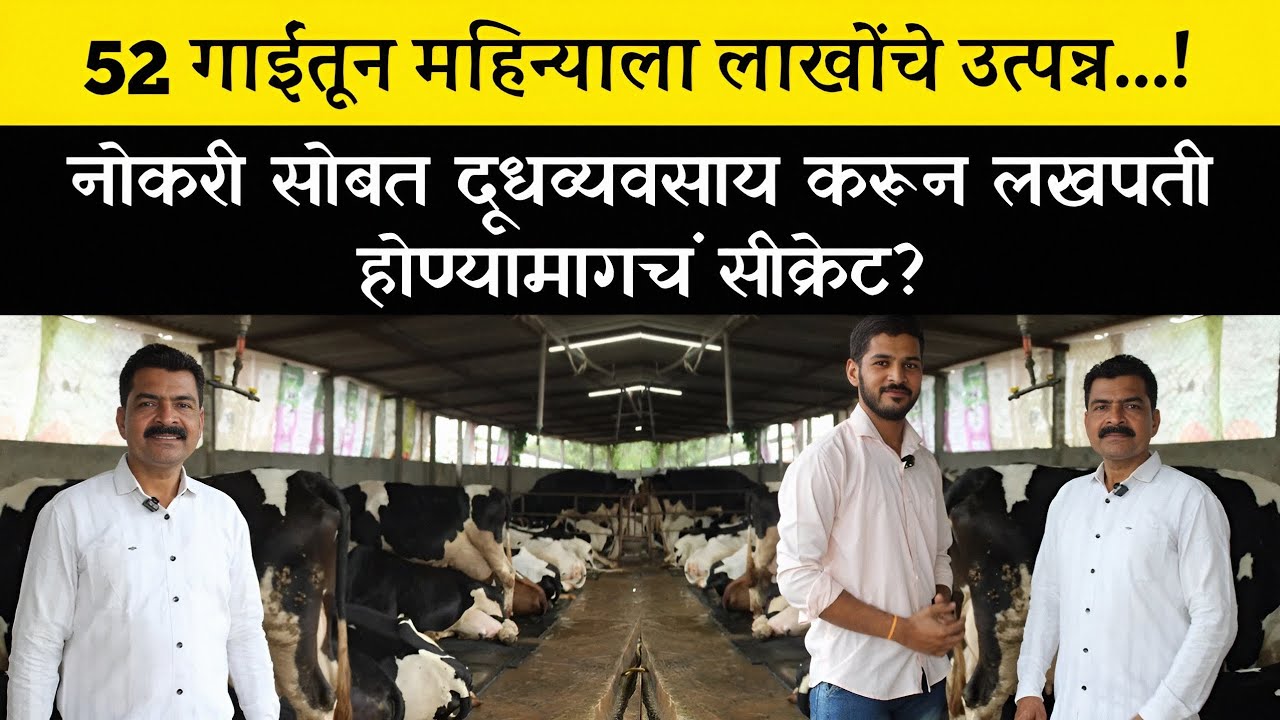 52 गाईंतून महिन्याला लाखोंचे उत्पन्न | नोकरी सोबत दूधव्यवसाय करून लखपती होण्यामागचं सीक्रेट?